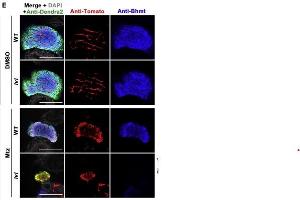 Staining Methods (StM) image for anti-Dendra 2 antibody (ABIN361314)