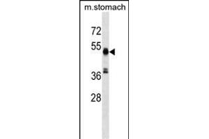 RMND5A Antibody (C-term) (ABIN1537089 and ABIN2849361) western blot analysis in mouse stomach tissue lysates (35 μg/lane).