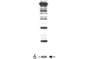 RUB1 polyclonal antibody , generated by immunization with full-length, recombinant yeast RUB1, was tested by immunoblot against a yeast cell lysate. (NEDD8 anticorps)