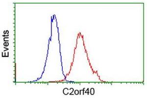 Image no. 2 for anti-Chromosome 2 Open Reading Frame 40 (C2orf40) antibody (ABIN1497047) (C2orf40 anticorps)