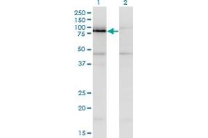 Western Blot analysis of NKRF expression in transfected 293T cell line by NKRF monoclonal antibody (M06), clone 1F6.