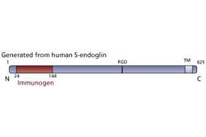 Image no. 3 for anti-Endoglin (ENG) (AA 24-144) antibody (ABIN968468) (Endoglin anticorps  (AA 24-144))