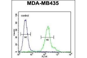 C Antibody (C-term) (ABIN654737 and ABIN2844424) flow cytometric analysis of MDA-M cells (right histogram) compared to a negative control cell (left histogram). (CFAP410 anticorps  (C-Term))