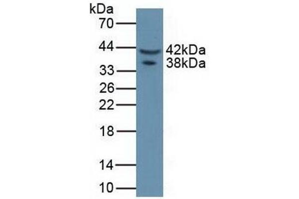 Asporin anticorps  (AA 16-373)