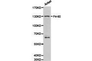 Western Blotting (WB) image for anti-Egf-Like Module Containing, Mucin-Like, Hormone Receptor-Like 1 (EMR1) antibody (ABIN2650911) (F4/80 anticorps)