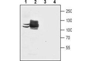 Western blot analysis of mouse C2C12 myoblast cell line lysate (lanes 1 and 3) and rat skeletal muscle membranes (lanes 2 and 4): - 1,2. (ATP2A1/SERCA1 anticorps  (Cytosolic, N-Term))