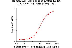 ELISA plate pre-coated by 2 μg/mL (100 μL/well) Human BAFF, hFc tagged protein (ABIN6961113) can bind Human BAFF-R, mFc tagged protein (ABIN6961114) in a linear range of 0. (BAFF Protein (Fc Tag))