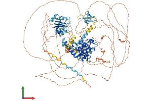AlphaFold protein structure predicition of Human Recombinant ALG13 Protein, UniprotID Q9NP73