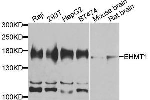 Western blot analysis of extracts of various cells, using EHMT1 antibody. (EHMT1 anticorps)