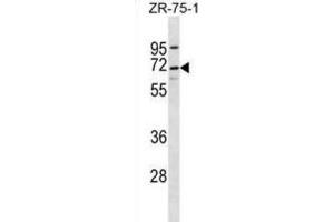Western Blotting (WB) image for anti-Chromosome 10 Open Reading Frame 2 (C10ORF2) antibody (ABIN2996954) (C10orf2 anticorps)