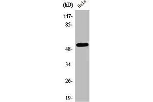 Western Blot analysis of HuvEc cells using CEP55 Polyclonal Antibody (CEP55 anticorps  (Internal Region))