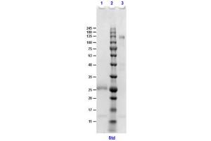 SDS PAGE Results of F(ab')2 Anti-GOAT IgG (DONKEY) Antibody.
