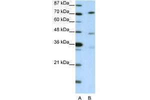 WB Suggested Anti-ATG4B Antibody   Titration: 2. (ATG4B anticorps  (C-Term))