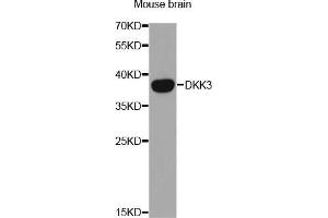 Western Blotting (WB) image for anti-DKK3 (AA 22-350) antibody (ABIN3016193) (DKK3 anticorps  (AA 22-350))