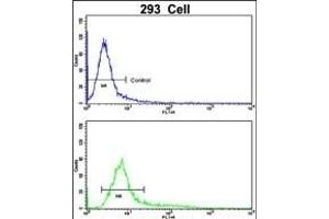 Flow cytometric analysis of 293 cells using CKIP-1 Antibody (N-term)(bottom histogram) compared to a negative control cell (top histogram). (PLEKHO1 anticorps  (N-Term))