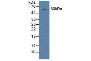 BMP6 anticorps  (AA 375-502)