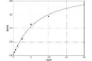 Spermidine/spermine N1-Acetyltransferase 1 (SAT1) ELISA Kit