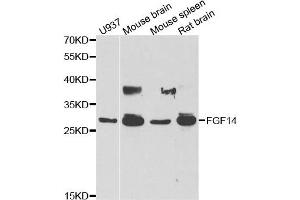 Western blot analysis of extracts of various cell lines, using FGF14 antibody. (FGF14 anticorps)