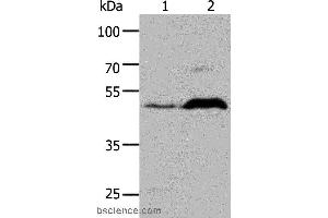 Western blot analysis of HepG2 cell and Mouse brain tissue, using HTR1A Polyclonal Antibody at dilution of 1:1000 (Serotonin Receptor 1A anticorps)