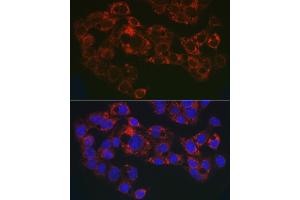 Immunofluorescence analysis of HepG2 cells using GPLD1 Rabbit pAb (ABIN6131716, ABIN6141335, ABIN6141336 and ABIN6222300) at dilution of 1:50 (40x lens). (GPLD1 anticorps  (AA 24-160))