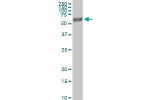 Immunoprecipitation of FUCA1 transfected lysate using anti-FUCA1 MaxPab rabbit polyclonal antibody and Protein A Magnetic Bead , and immunoblotted with FUCA1 purified MaxPab mouse polyclonal antibody (B01P) .