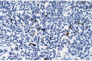 Immunohistochemical staining (Formalin-fixed paraffin-embedded sections) of human spleen with HTR3B polyclonal antibody . (Serotonin Receptor 3B anticorps  (AA 8-57))