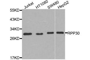Western blot analysis of extracts of various cell lines, using RPP30 antibody (ABIN5974603) at 1/1000 dilution. (RPP30 anticorps)