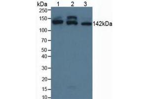 Figure. (SMC3 anticorps  (AA 994-1181))