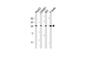 All lanes : Anti-CLEC1B Antibody (N-Term) at dilution Lane 1: HepG2 whole cell lysate Lane 2: U266B1 whole cell lysate Lane 3: 293 whole cell lysate Lane 4: Human testis lysate Lysates/proteins at 20 μg per lane.