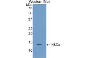 Detection of Recombinant AGRP, Human using Polyclonal Antibody to Agouti Related Protein (AGRP) (AGRP anticorps  (AA 20-130))