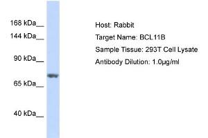 Host: Rabbit Target Name: BCL11B Sample Type: 293T Whole Cell lysates Antibody Dilution: 1. (BCL11B anticorps  (C-Term))