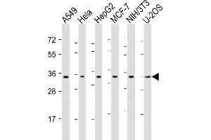 All lanes : Anti-OTUB1 Antibody (C-Term) at 1:1000-1:2000 dilution Lane 1: A549 whole cell lysates Lane 2: Hela whole cell lysates Lane 3: HepG2 whole cell lysates Lane 4: MCF-7 whole cell lysates Lane 5: NIH/3T3 whole cell lysates Lane 6: U-2OS whole cell lysates Lysates/proteins at 20 μg per lane. (OTUB1 anticorps  (AA 185-219))