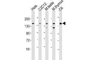 All lanes : Anti-Smarcc1 Antibody (C-term) at 1:2000 dilution Lane 1: Hela whole cell lysate Lane 2: C2C12 whole cell lysate Lane 3: mouse testis lysate Lane 4: mouse thymus lysate Lane 5: C6 whole cell lysate Lysates/proteins at 20 μg per lane. (SMARCC1 anticorps  (C-Term))