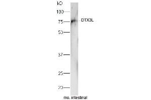 Mouse intestinal lysate probed with Rabbit Anti-DTX3L Polyclonal Antibody, Unconjugated  at 1:5000 for 90min at 37˚C. (DTX3L anticorps  (AA 651-740))