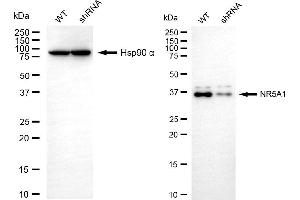 Western blotting analysis using NR5A1 antibody (ABIN7799661).