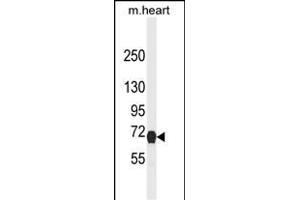 Western blot analysis of NGFR Antibody (ABIN2802041 and ABIN6577055) in mouse heart tissue lysates (35 μg/lane). (NGFR anticorps)