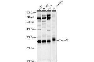 Western blot analysis of extracts of various cell lines, using Timm29 antibody (ABIN7268551) at 1:1000 dilution.