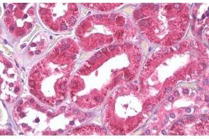 Anti-PEA15 antibody IHC staining of human kidney, tubules. (PEA15 anticorps  (AA 81-130))