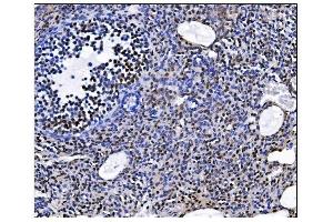 IHC analysis of EHMT2/G9A using anti-EHMT2/G9A antibody (ABIN7602084). (EHMT2 anticorps  (AA 580-1195))