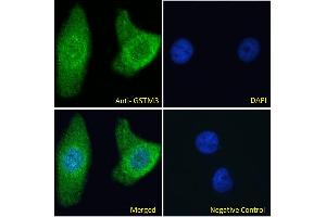 ABIN334414 Immunofluorescence analysis of paraformaldehyde fixed HeLa cells, permeabilized with 0. (GSTM3 anticorps  (Internal Region))