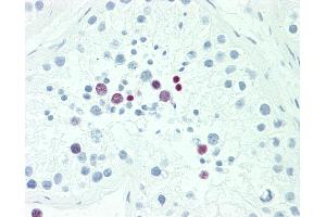 Anti-POU5F1B antibody IHC staining of human testis. (POU5F1B anticorps  (AA 214-242))