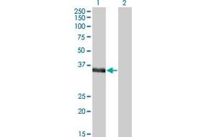 Western Blot analysis of MSI2 expression in transfected 293T cell line by MSI2 monoclonal antibody (M07), clone 2H5. (MSI2 anticorps  (AA 1-328))