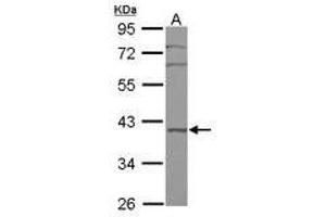 Image no. 1 for anti-BRX1, Biogenesis of Ribosomes, Homolog (BRIX1) (AA 34-250) antibody (ABIN1496967) (BRIX1 anticorps  (AA 34-250))