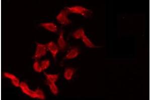 ABIN6275543 staining 293 by IF/ICC.