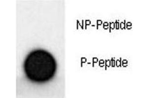 Dot blot analysis of phospho-MAP2 antibody.