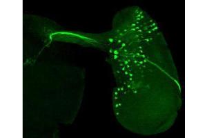 Immunofluorescence Microscopy of chicken anti-GFP antibody.