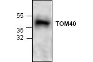 Image no. 1 for anti-Translocase of Outer Mitochondrial Membrane 40 Homolog (TOMM40) antibody (ABIN127330) (TOMM40 anticorps)