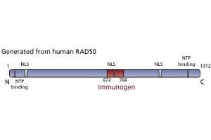 Image no. 3 for anti-RAD50 Homolog (S. Cerevisiae) (RAD50) (AA 672-786) antibody (ABIN968313) (RAD50 anticorps  (AA 672-786))