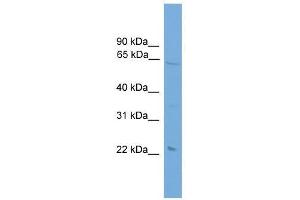 Western Blot showing EHD1 antibody used at a concentration of 1-2 ug/ml to detect its target protein. (EHD1 anticorps  (Middle Region))