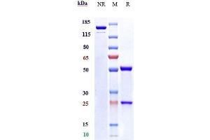 Anti-NRP1 / VEGF165R / CD304 Reference Antibody (vesencumab) on SDS-PAGE under reducing (R) condition.